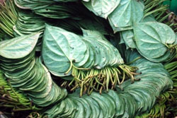 তালতলীতে পানের আকাল, চলি ১৫০ টাকা