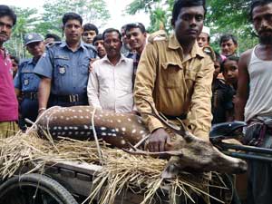 খাদ্যের সন্ধানে লোকালয়ে চিত্রা হরিণ, পরে অবমুক্ত