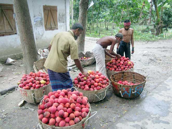 বিলাতি গাব