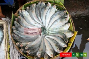 hilsha-fish-ilish-barisal বরিশালে ইলিশ মাছ