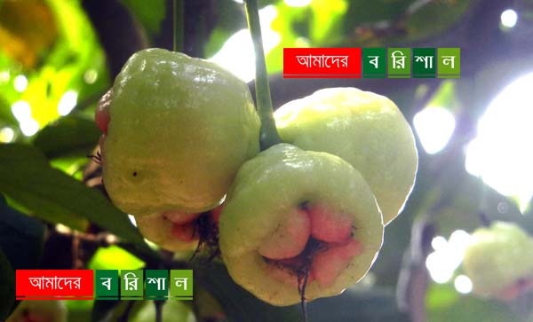 রসালো জামরুল