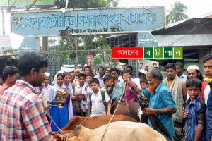 কক্ষে পাঠদান আর মাঠে পশু হাট!