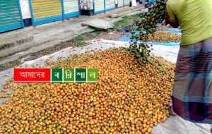 ভাল ফলনেও হতাশ সুপারী চাষীরা