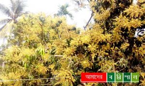 মুকুলে ছেয়ে গেছে আমগাছ