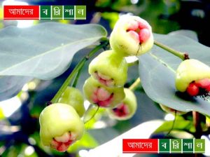 রসালো জামরুল