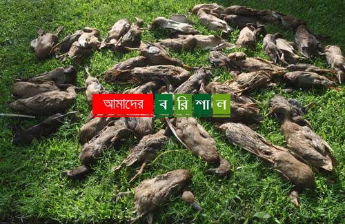 বামনায় হাঁসের সাথে শত্রুতা