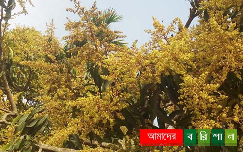 মুকুলে ছেয়ে গেছে আম গাছ