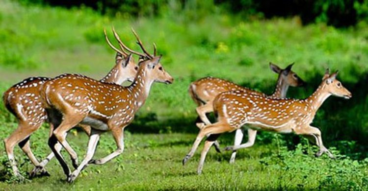 করোনার মধ্যেও সুন্দরবনে শিকারিরা সক্রিয়, হরিণ হুমকির মুখে