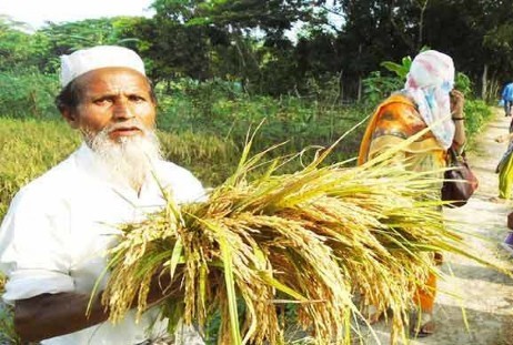 বাম্পার ফলনেও হাসি নেই ঝালকাঠির বোরো চাষীদের মুখে