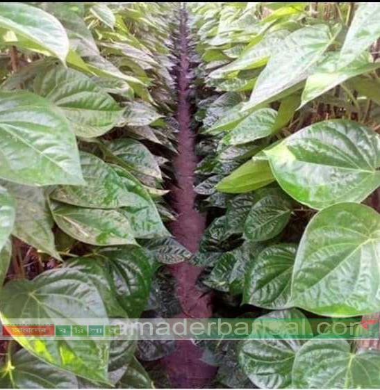 বরিশালের পানে মুখ রাঙাচ্ছে বিদেশীদেরও