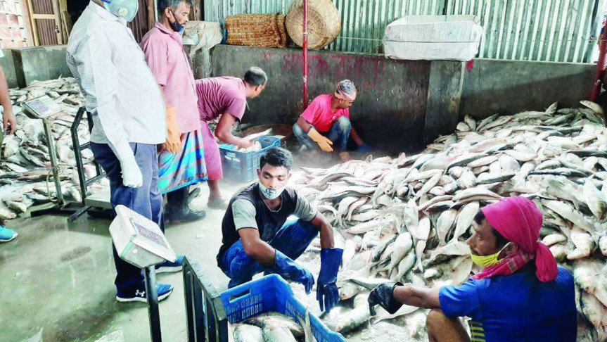 সাগর ও নদীর মোহনায় জালের বাঁধ, ফলে ইলিশের ঝাঁক নদীতে অবাধে আসতে না পারায় সুস্বাদু ইলিশের আকাল
