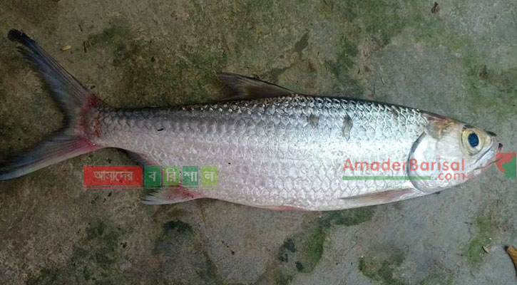 পিরোজপুরে পুকুরে পাওয়া ‘টারপোন’ মাছটি বঙ্গোপসাগরের