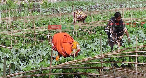 ঝালকাঠির ৩৬ গ্রামে আগাম বর্ষাকালীন সবজি চাষ