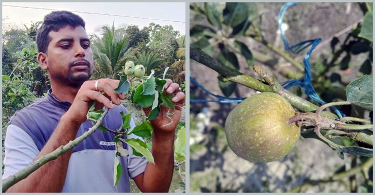 আপেল চাষে সফল পিরোজপুরের প্রণব