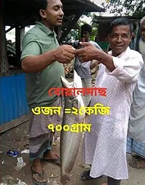 কাঠালিয়ার বিষখালী নদীতে ট্রলারে লাফিয়ে উঠল বোয়াল মাছ
