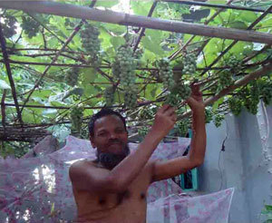 বরিশালে আঙ্গুর ফল বরিশালে আঙ্গুর ফল