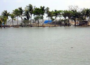 ভোলা