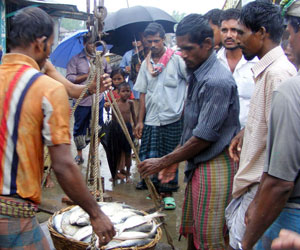 ইলিশ ইলিশ