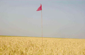 বিচ্ছিন্ন চর