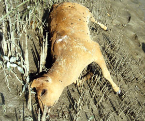 মৃত হরিণী