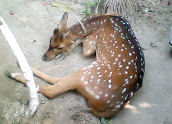 ভোলা হরিণ