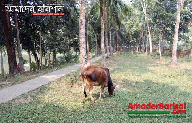 barisal-durga-sagor