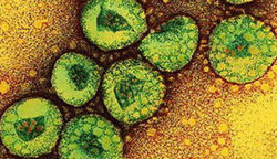 koron-virus মরণঘাতী ‘করোনভাইরাস’