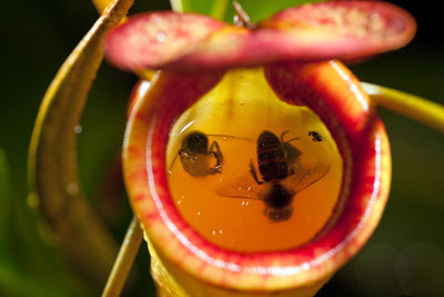 pitcher-plant-insect কলস উদ্ভিদ পিচার প্ল্যান্ট