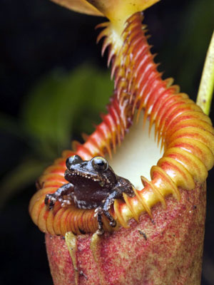 pitcher-plat-frog pitcher-plant-insect কলস উদ্ভিদ পিচার প্ল্যান্ট