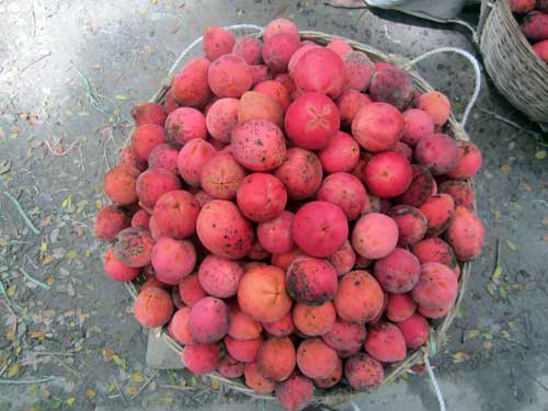 বিলাতি গাব