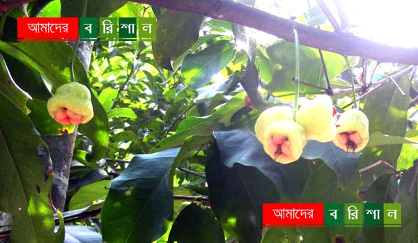 রসালো জামরুল