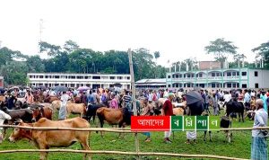 কক্ষে পাঠদান আর মাঠে পশু হাট!