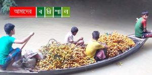 ভাল ফলনেও কাউখালীর সুপারী চাষীরা হতাশ