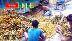 ভাল ফলনেও কাউখালীর সুপারী চাষীরা হতাশ