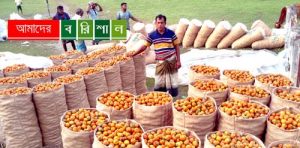 ভাল ফলনেও কাউখালীর সুপারী চাষীরা হতাশ