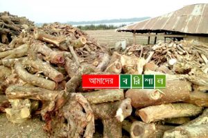 বনাঞ্চল উজাড় করে বামনার ইটভাটায় পুড়ছে কাঠ