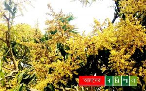 মুকুলে ছেয়ে গেছে আমগাছ