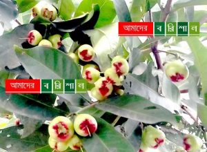 রসালো জামরুল