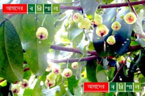 রসালো জামরুল