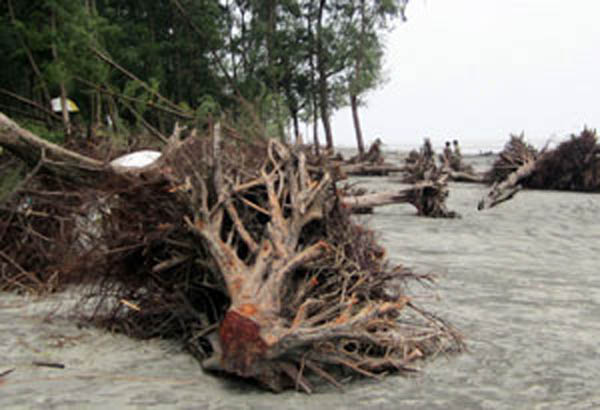 ভয়াবহ ভাঙনের মুখে সাগর কন্যা কুয়াকাটা সৈকত