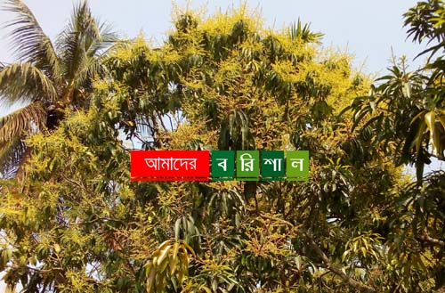 মুকুলে ছেয়ে গেছে আম গাছ