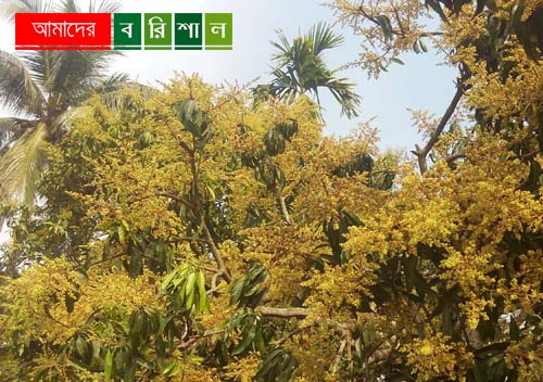 মুকুলে ছেয়ে গেছে আম গাছ