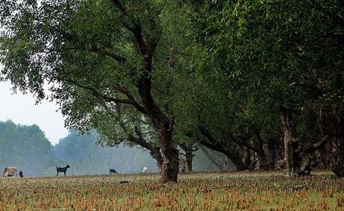 বরগুনার বিহঙ্গ দ্বীপ