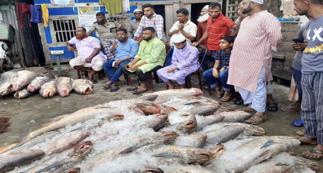 আবারো সেই জেলের জালে ধরা পড়ল ২৫ লাখ টাকার লাক্ষা মাছ