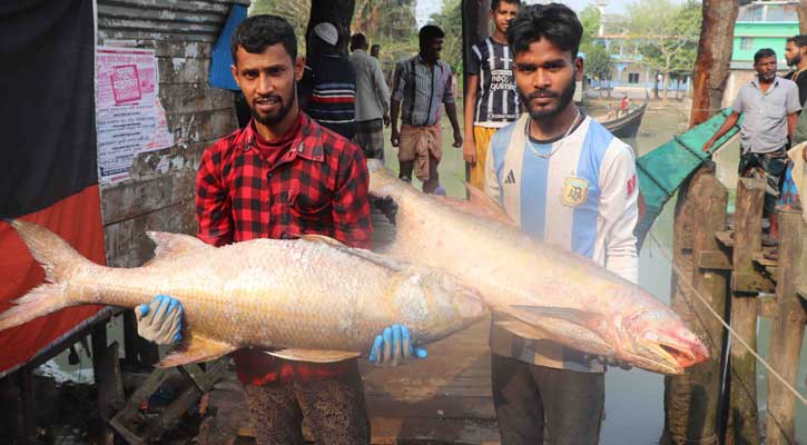 দুই টানে জালে ধরা পড়ল ৯২ লাক্ষা, ২০ লাখ টাকায় বিক্রি