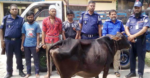 ভান্ডারিয়ায় পিকআপে করে গরু চুরিঃআটক ৩