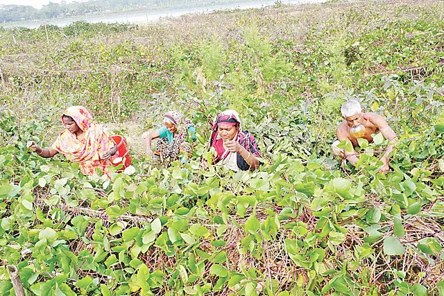 লবনাক্ত জমিতে ‘রেইজড বেড’ পদ্ধতিতে চাষে সবজির রাজ্য