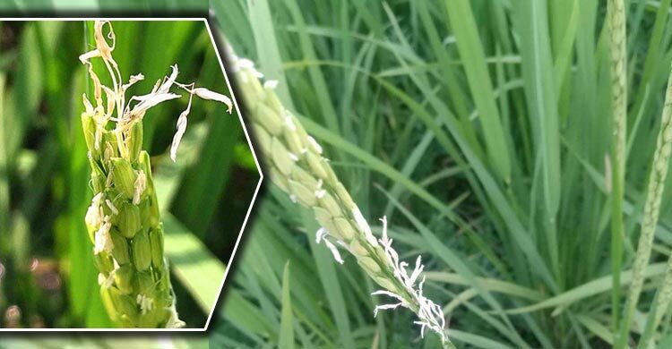 জলবায়ু পরিবর্তনে ধান চাষে নতুন সমস্যা