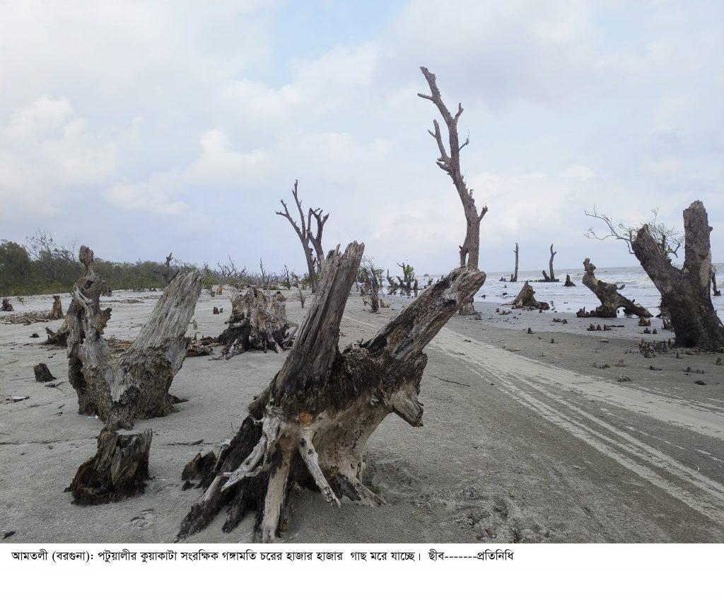 কুয়াকাটায় মরছে সংরক্ষিত বনের হাজারো গাছ