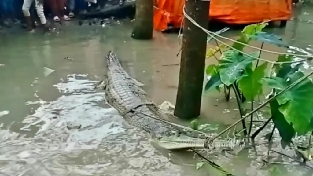 কুমির ভেবে ঘড়িয়াল বেঁধে রাখলেন স্থানীয়রা